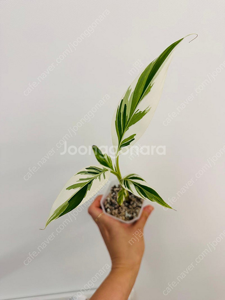 흰무늬바나나--0