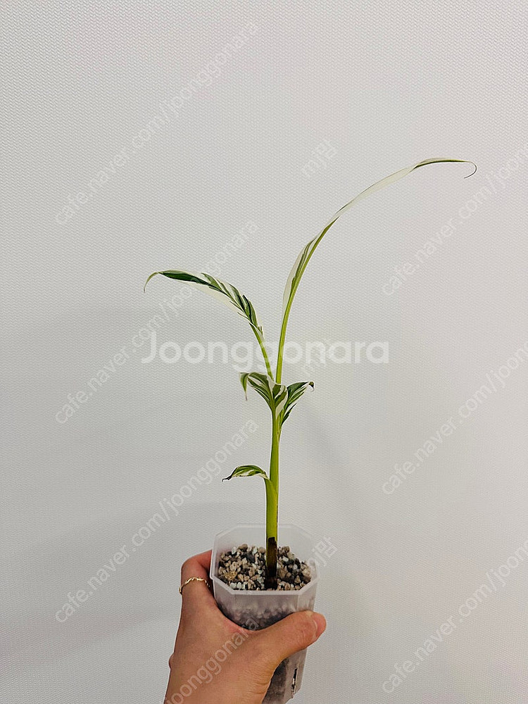 흰무늬바나나--1