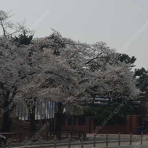 26일 잠실경기 2장구합니 한화 엘지