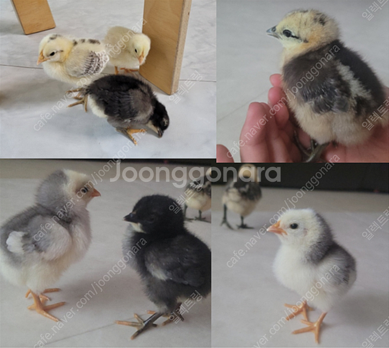병아리, 부화기, 육추기, 먹이(모이), 관련품목 모두...--1