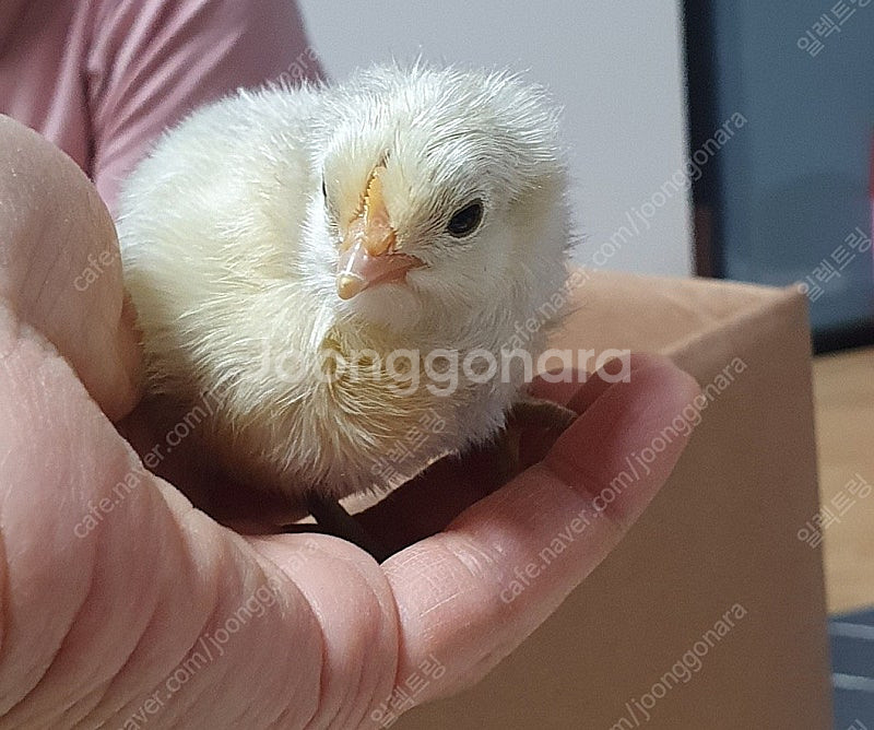 병아리, 부화기, 육추기, 먹이(모이), 관련품목 모두...--0
