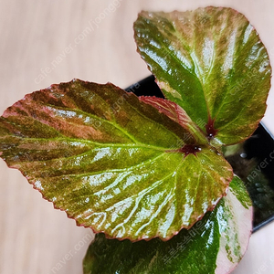 베고니아 바리게이타 핑크 Begonia sp Variegated Pink (안스리움 X)