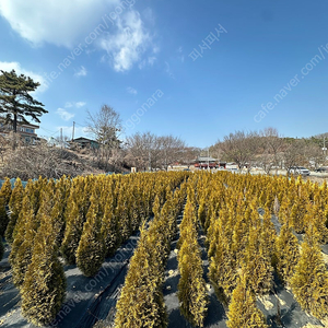 에메랄드그린 , 문그로우 , 에메랄드골드 판매합니다(조경수 나무)