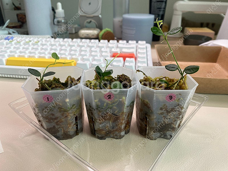 호야 탱총엔시스--0