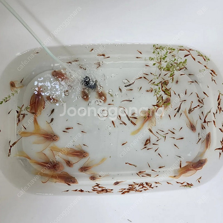 체리새우팝니다30마리--0