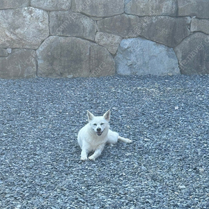 애플뮤직(한국) 1분 모집