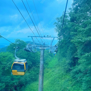 용평리조트~극성수기콘도<그린피아~타워~베르데힐>피크아일랜드 케이블카