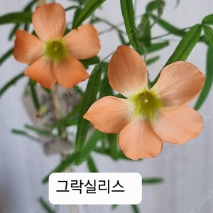 사랑초 루나할로 캔디박스체리 샤이문