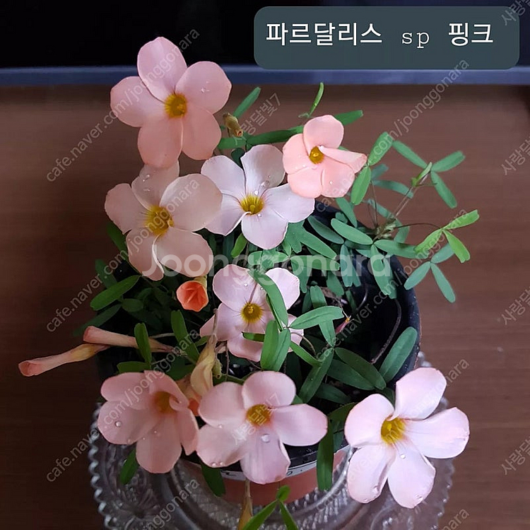 사랑초--1