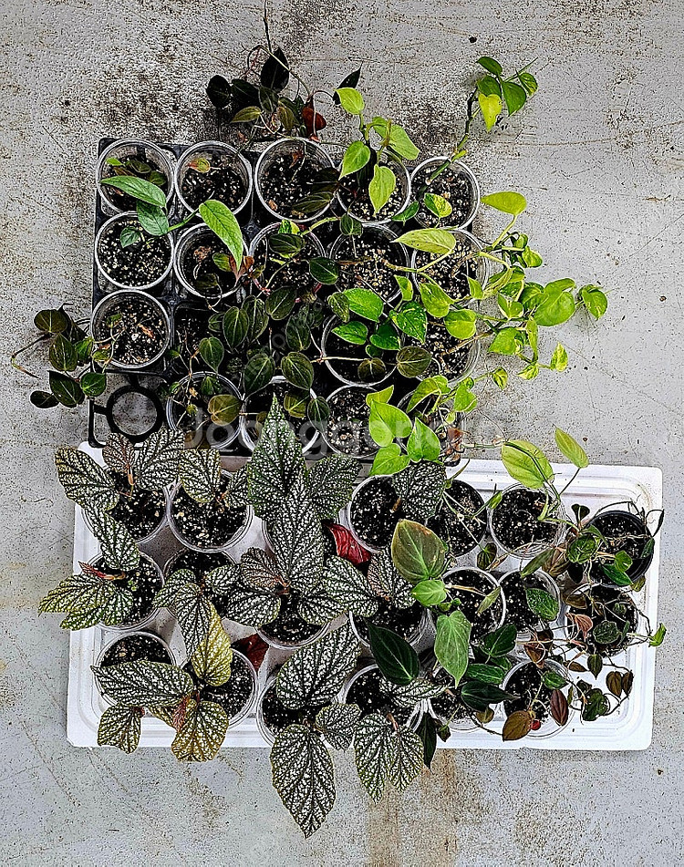 필로덴드론미칸, 필로덴드론 베멜하, 스킨답서스마블, 베고니아 사진 그대로 일괄 팝니다((정글플랜츠, 테라리움, 비바...--0