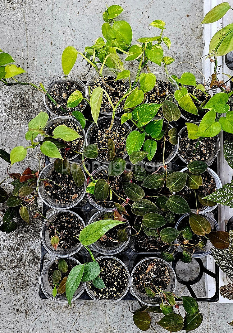 필로덴드론미칸, 필로덴드론 베멜하, 스킨답서스마블, 베고니아 사진 그대로 일괄 팝니다((정글플랜츠, 테라리움, 비바...--2