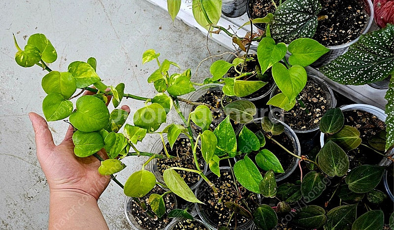 필로덴드론미칸, 필로덴드론 베멜하, 스킨답서스마블, 베고니아 사진 그대로 일괄 팝니다((정글플랜츠, 테라리움, 비바...--3