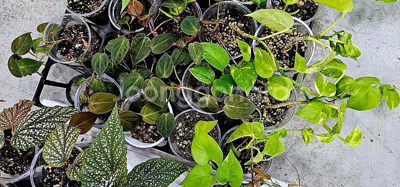 필로덴드론미칸, 필로덴드론 베멜하, 스킨답서스마블, 베고니아 사진 그대로 일괄 팝니다((정글플랜츠, 테라리움, 비바...--5