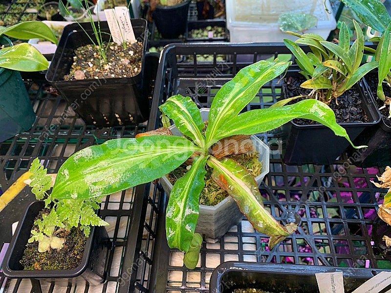 무늬네펜데스--0