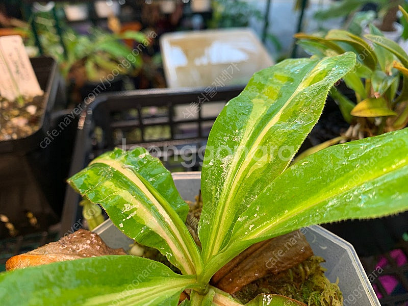 무늬네펜데스--2