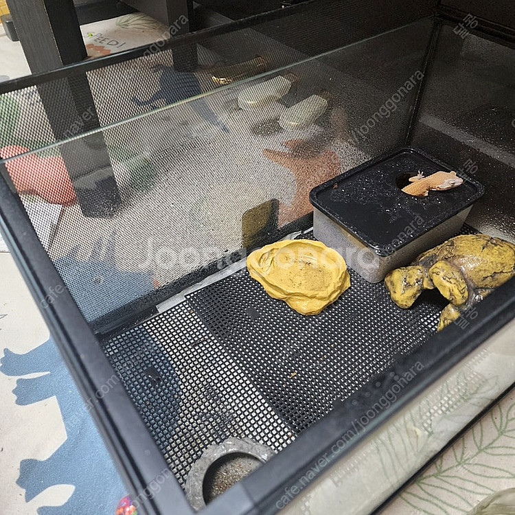 레오파드개코,용품 전부--0