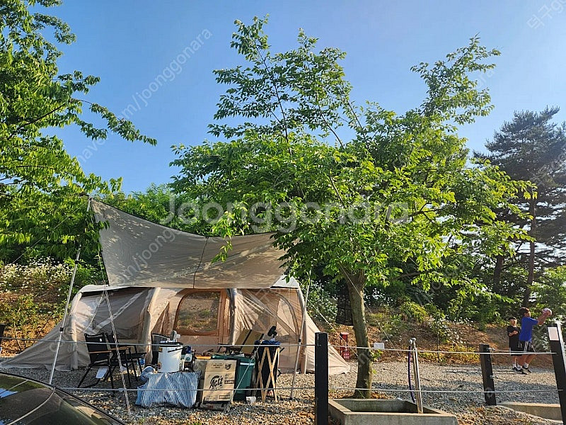 제드티맥스에어 삼페인골드--0