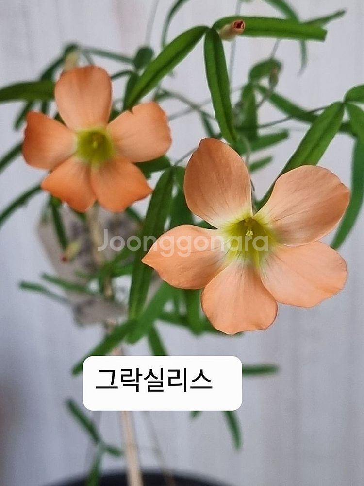 사랑초 시스터 아이싱 XiXi--0