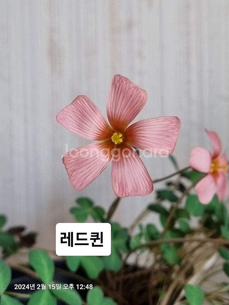 사랑초 시스터 아이싱 XiXi--1