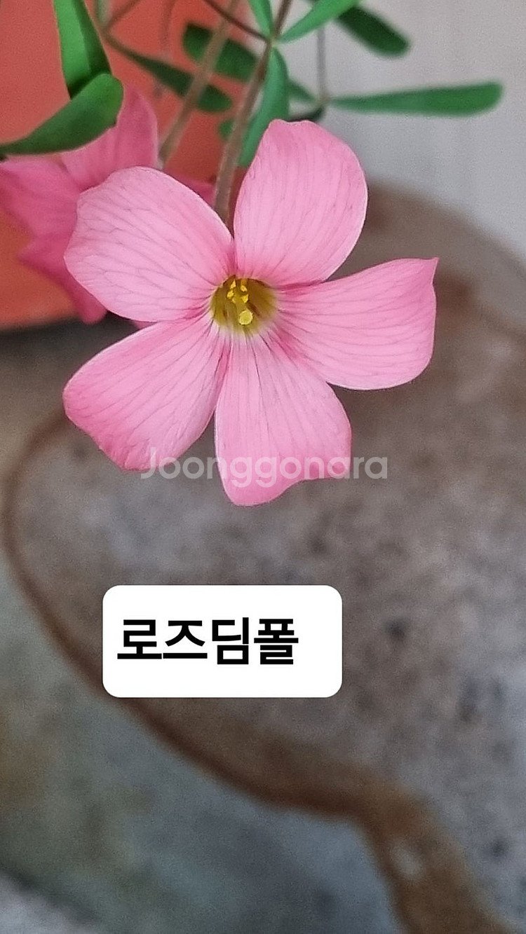 사랑초 시스터 아이싱 XiXi--2