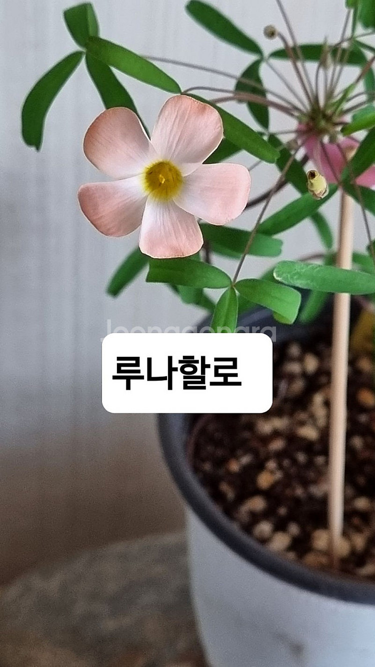 사랑초 시스터 아이싱 XiXi--3
