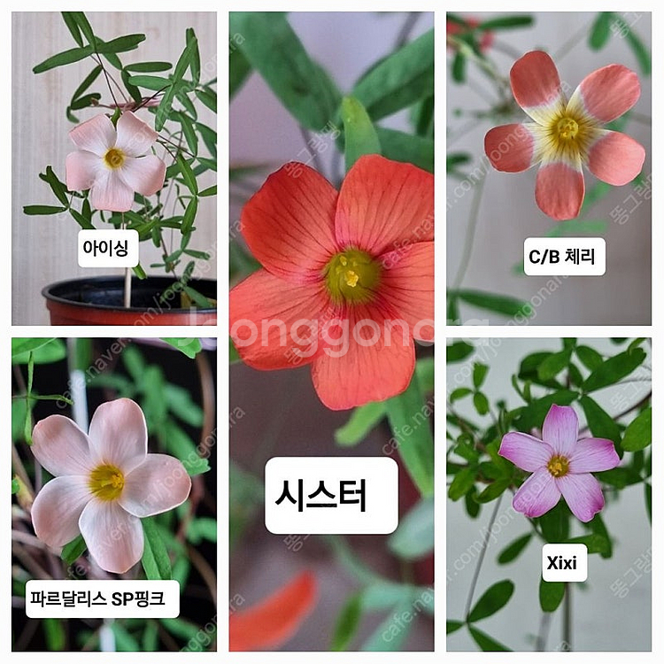 사랑초 시스터 아이싱 XiXi--5