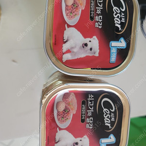 강아지 시저캔15개 로얄캐닌습식사료등등
