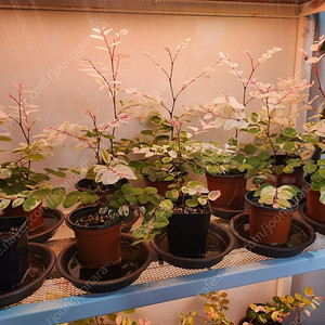 (식물) 이쁘게 물든 소코라코 분양해요