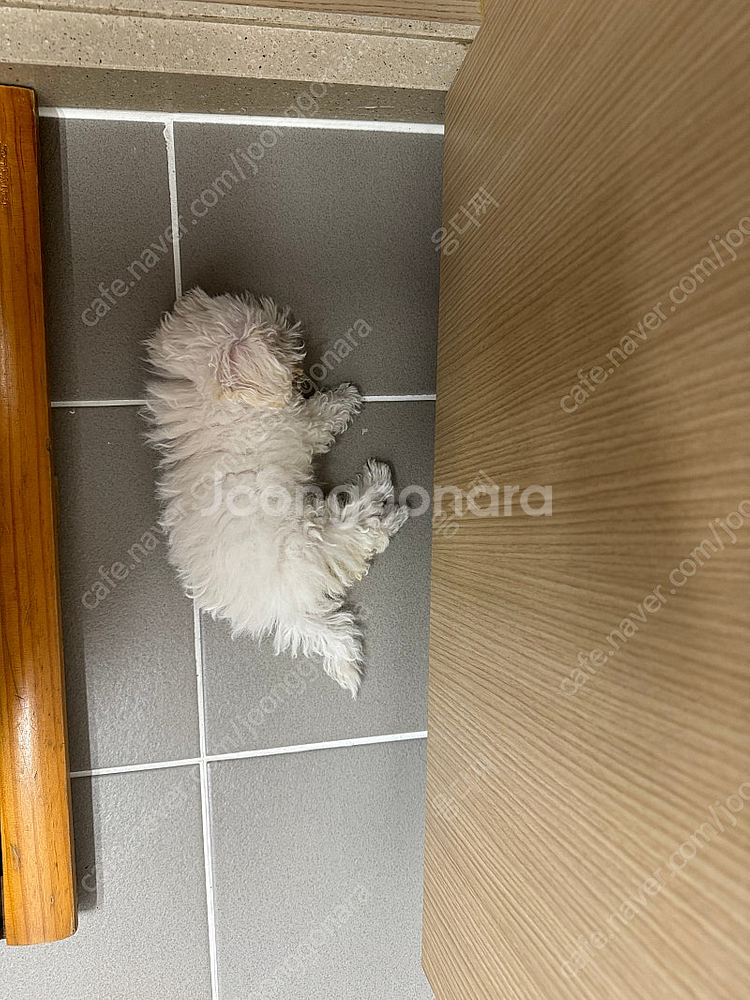 아이폰12프로맥스 256G--0