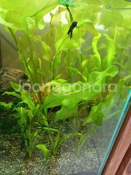 베타 및 수초 판매합니다.--0