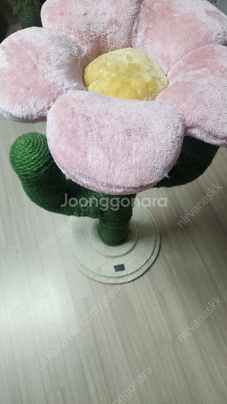 더가치 선인장 스크래처--1