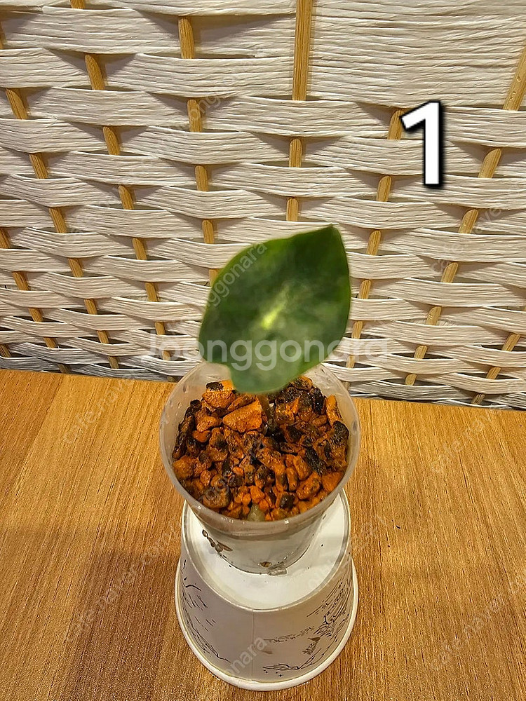 알로카시아 베놈--3