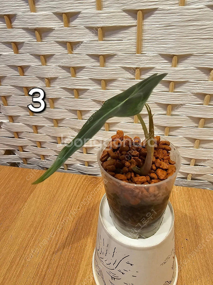 알로카시아 베놈--8