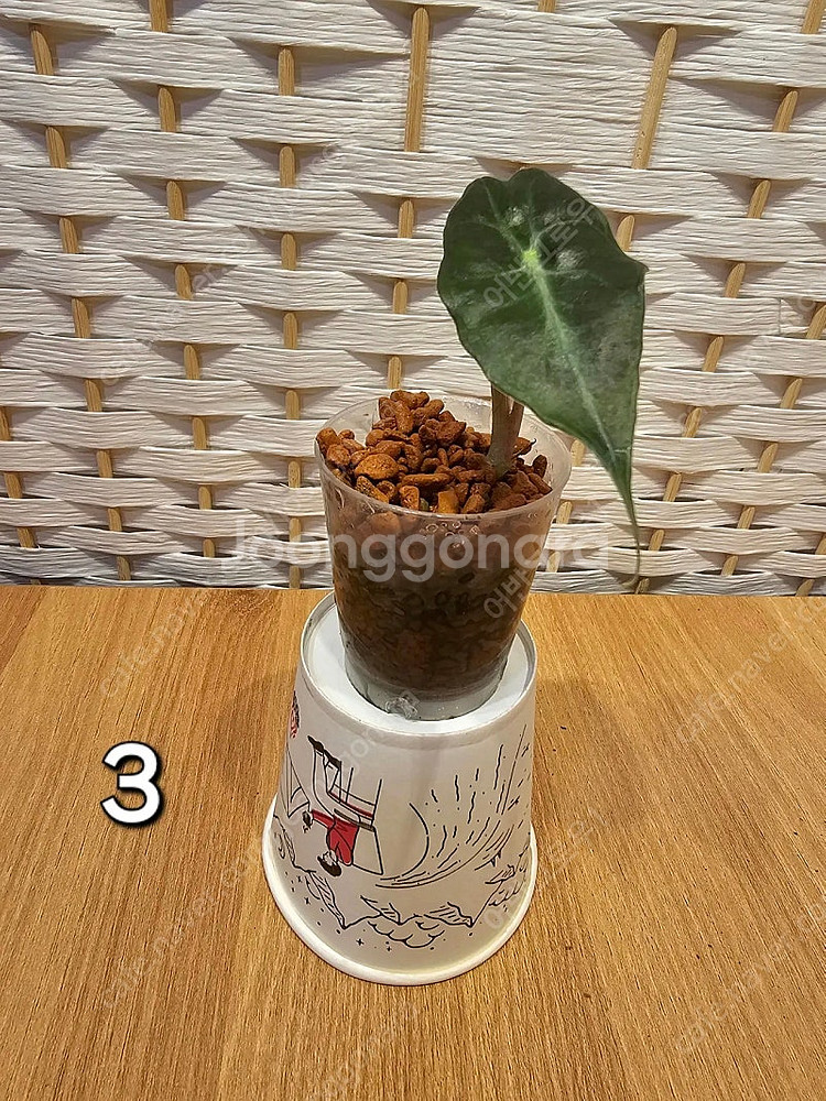 알로카시아 베놈--9