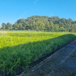 정원수 울타리 나무로 좋은 편백나무 농장직송 출하