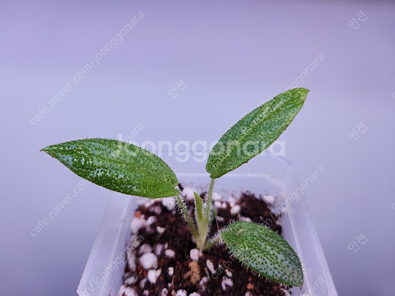 스키스마토글로티스 크리니티스시마,아르디시아 마밀라타한스 희귀 털 식물 분양 합니다--0