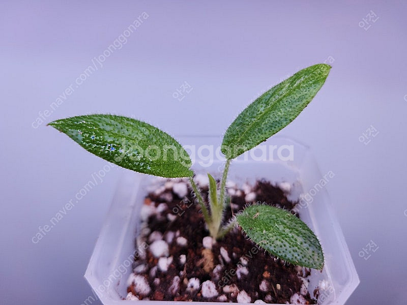 스키스마토글로티스 크리니티스시마,아르디시아 마밀라타한스 희귀 털 식물 분양 합니다--1