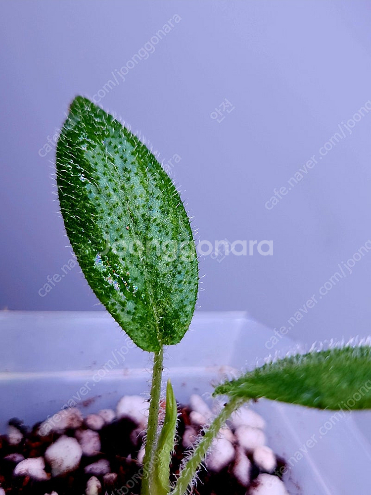 스키스마토글로티스 크리니티스시마,아르디시아 마밀라타한스 희귀 털 식물 분양 합니다--2