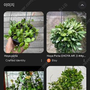 호야 픽타 구해요!