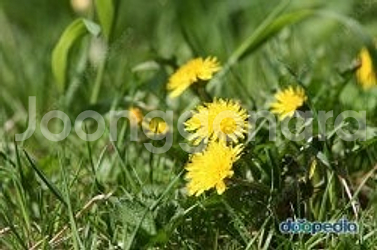 알토 색소폰 셀마 c* 숏생크 마우스피스 구합니다.--0