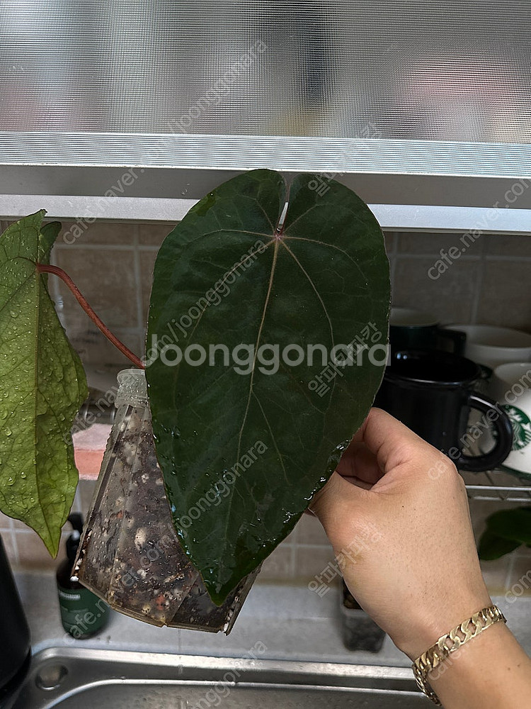 안스리움 테쥴라에오스다크폼xnse포틸--0