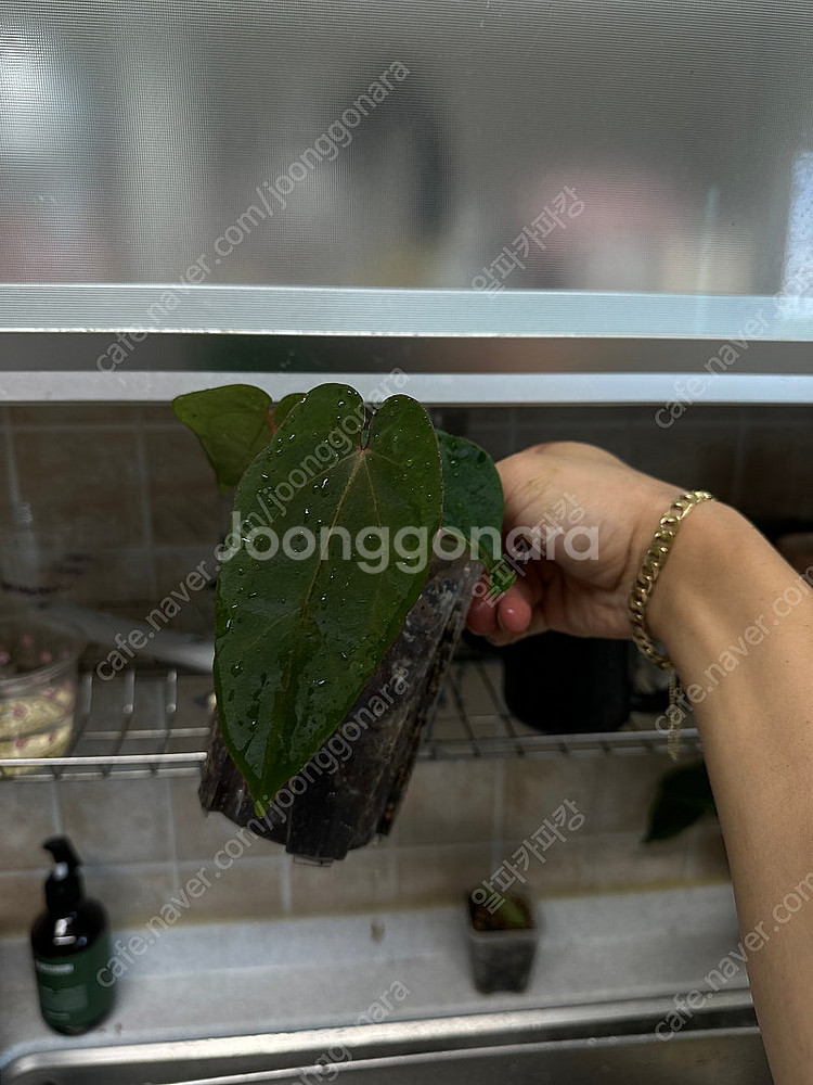 안스리움 테쥴라에오스다크폼xnse포틸--1