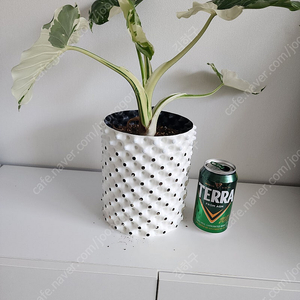 알로카시아 오키나와실버