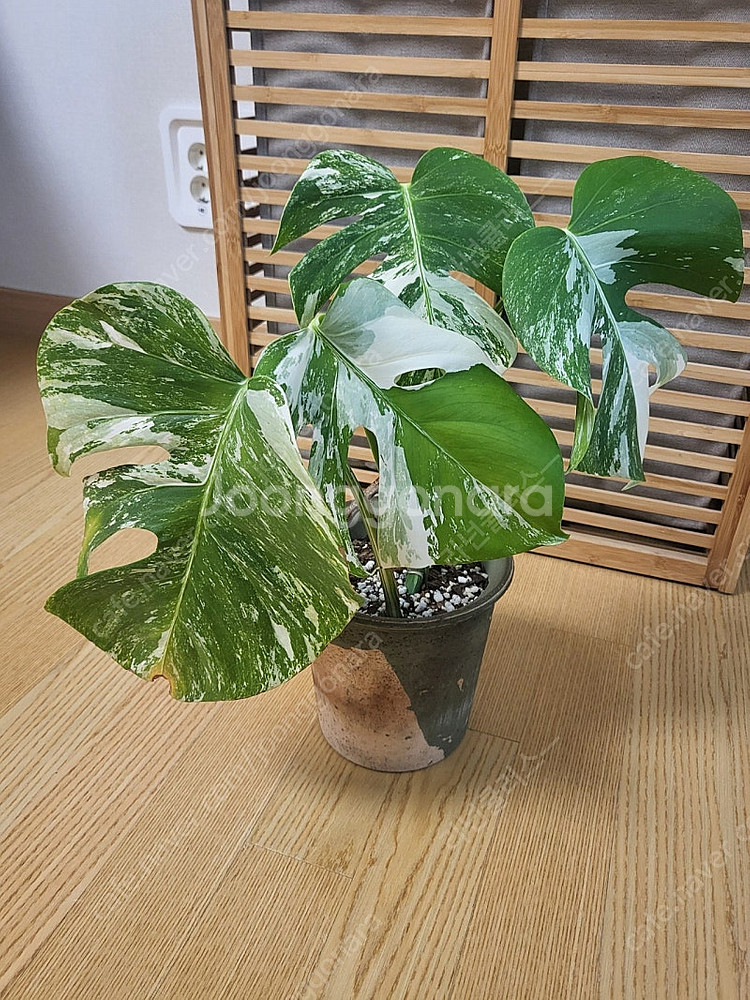 몬스테라알보--0