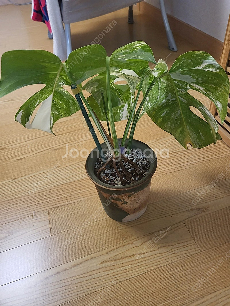 몬스테라알보--1