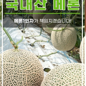 [푸드]금오산 메론ㅡ새벽수확.당일배송