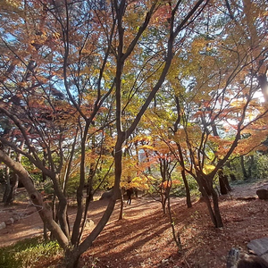 맥도날드 빅맥세트 2개 12000원