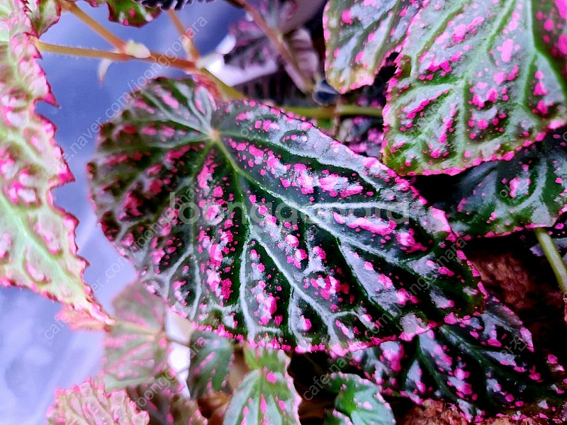 네그로넨시스×드라코펠타 베고니아 분양--0