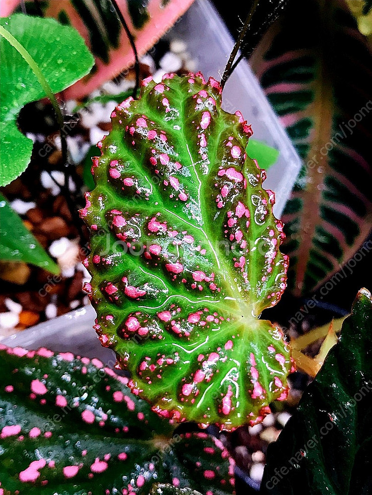 네그로넨시스×드라코펠타 베고니아 분양--2