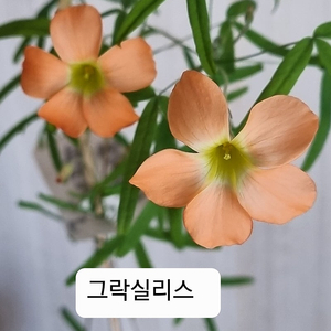 사랑초 루나할로 사쿠라 샤이문